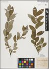 Foto von Salix myrsinifolia Salisb.